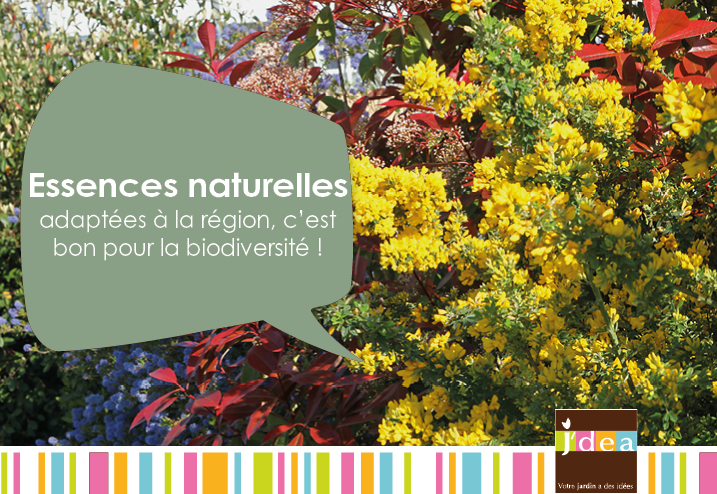 Essences naturelles adaptées à la région, c'est bon pour la biodiversité !
